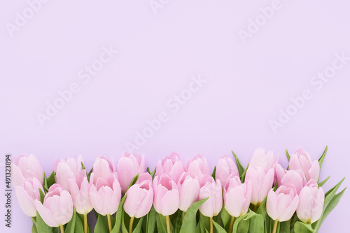 Border of pink tulips on a lilac background. Mothers Day, Valentines Day, birthday concept