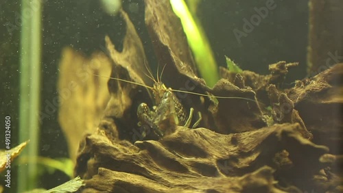 Marmorkrebs (Procambarus fallax forma virginalis) in the aquarium.  photo