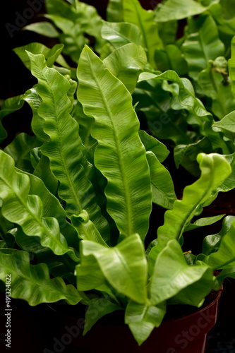 Close up of an Asplenium nidus 'Crispy wave' plant photo