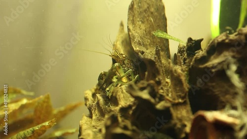 Procambarus fallax forma virginalis in the aquarium.  photo