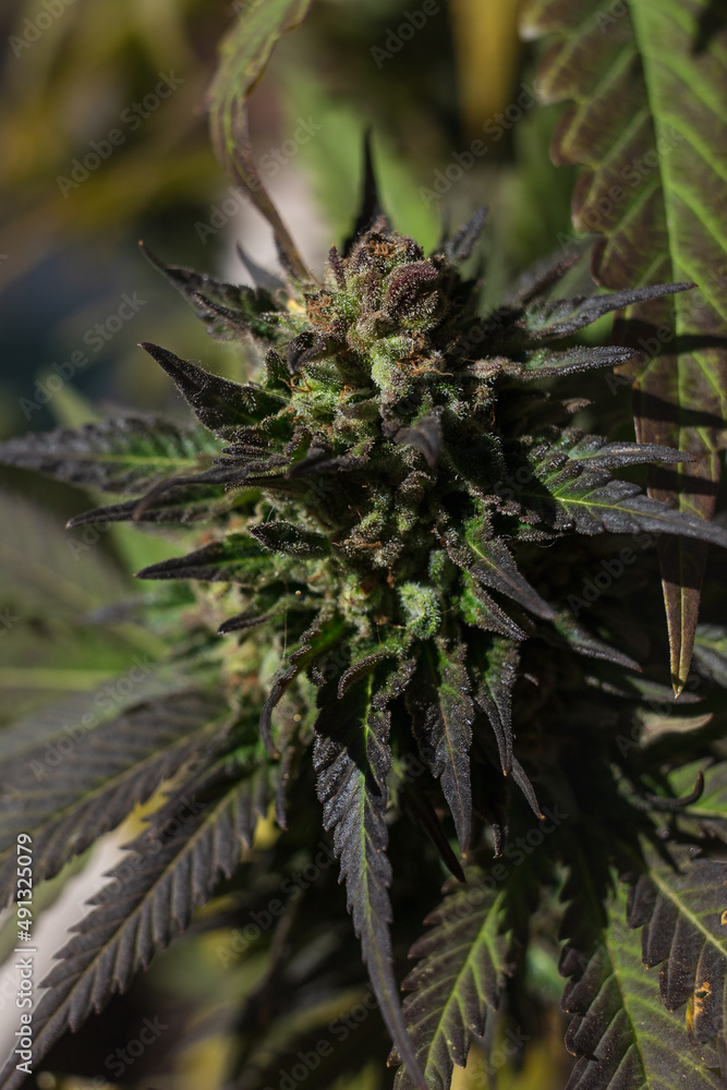 leaves and green flower of a marijuana plant leaves and green flower of a marijuana plant