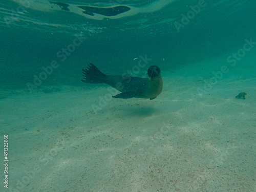 Wallpaper Mural Sea lion swimming and playing around Isla Isabela, Galapagos. Torontodigital.ca
