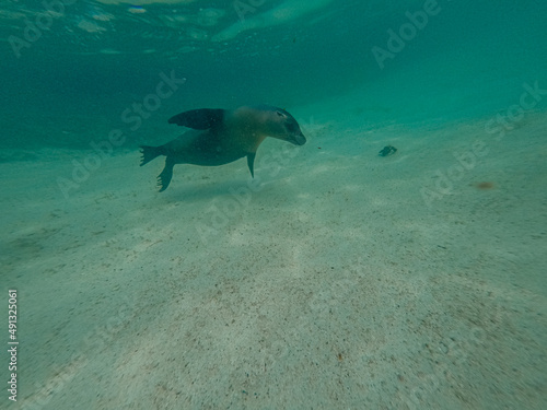 Sea lion swimming and playing around Isla Isabela, Galapagos. © Theblondosaur