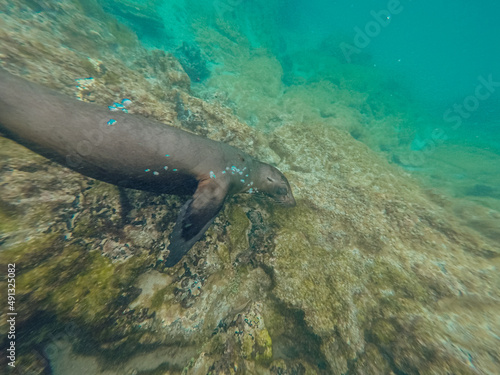 Galapagos sea lion making underwater air bubbles. 