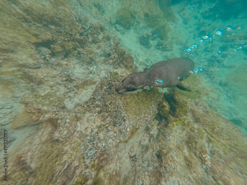 Galapagos sea lion making underwater air bubbles. 
