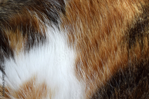 Cat fur texture background. Calico or tortoiseshell cat fur background.  Pet hair or coat texture. 
 photo