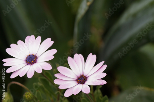 Beautiful pink-white flower   New Zealand    