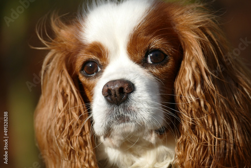 portrait of a healthy Cavalier King Charles Spaniel outdoor in warm colors
