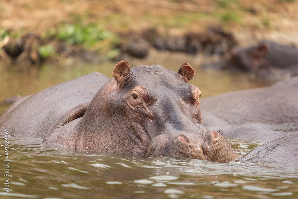 Hippos in the African lake. Hippopotamus in the Ugandan park. African safari. Hippos in the African lake. Hippopotamus in the Ugandan park. African safari.