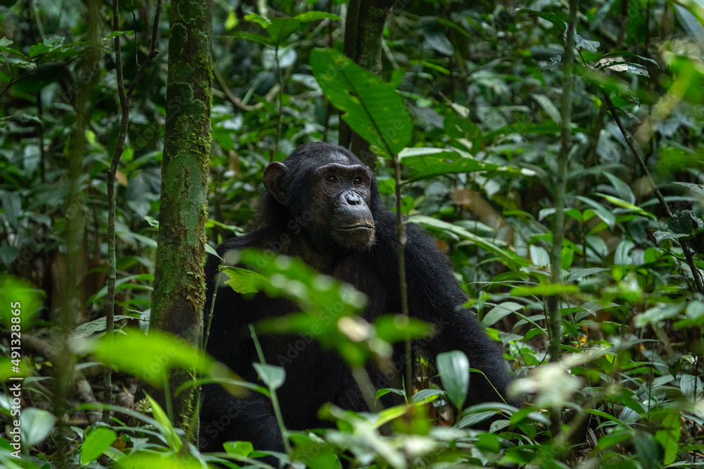 Obraz premium Chimpanzee in the Kibale forest. Monkey in the Uganda. African safari.