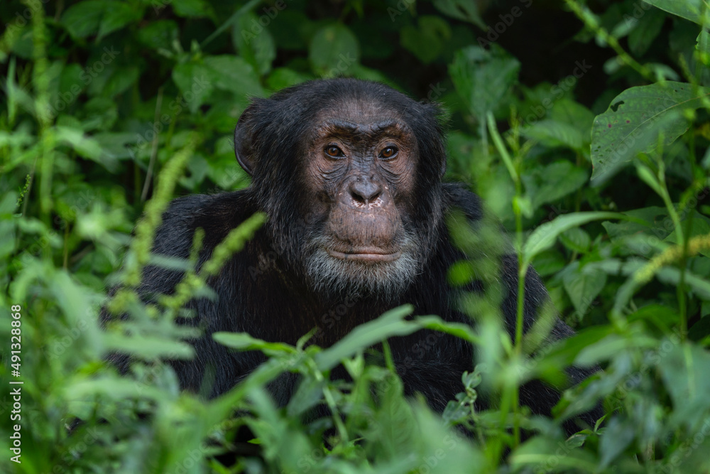 Chimpanzee in the Kibale forest. Monkey in the Uganda. African safari. Chimpanzee in the Kibale forest. Monkey in the Uganda. African safari.