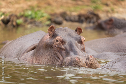 Hippos in the African lake. Hippopotamus in the Ugandan park. African safari. 