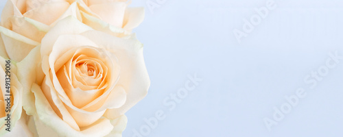 Delicate cream rose on a pastel background. Flower banner  copy space