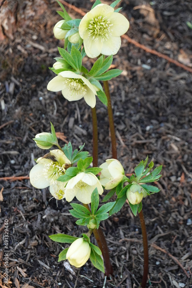Closeup Helleborus Molly's White (Lenten Rose). Closeup Helleborus Molly's White (Lenten Rose).