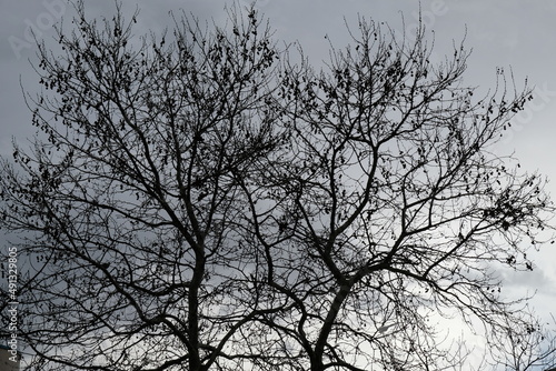 dead tree. 
birds in the tree.