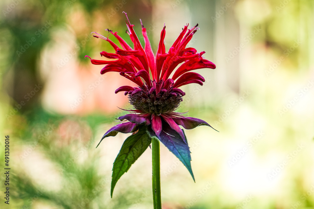 Bee balm flower macro with bokeh blur background, red, green, magenta nature imagery Bee balm flower macro with bokeh blur background, red, green, magenta nature imagery