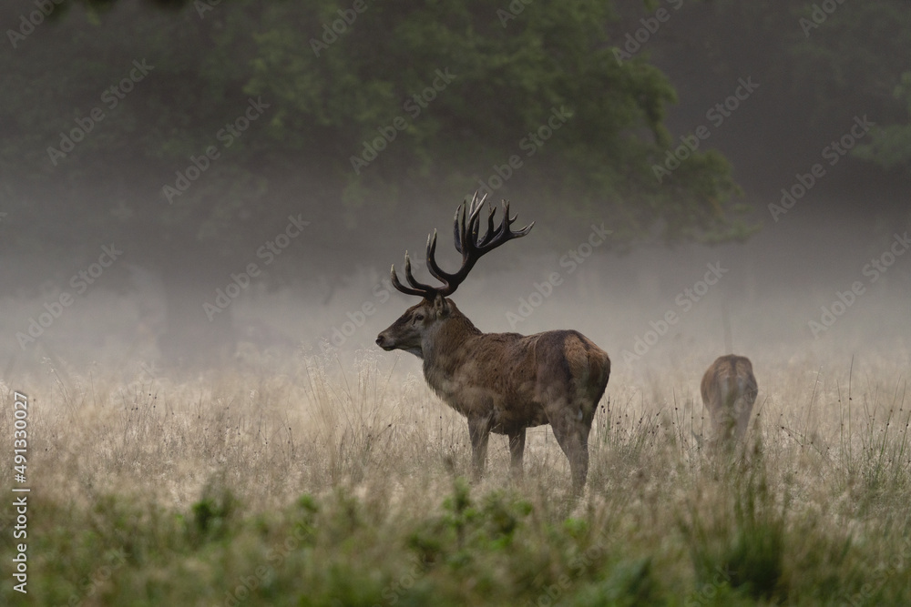 Red deer during rutting time. Male of deer with herd. Deers in the Denmark royal park. European wildlife. Red deer during rutting time. Male of deer with herd. Deers in the Denmark royal park. European wildlife.