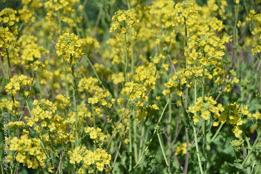 Canola flowers. It is a vitamin-rich Brassicaceae flower vegetable that is used as a raw material for Canola oil and is edible and heralds the arrival of spring. Canola flowers. It is a vitamin-rich Brassicaceae flower vegetable that is used as a raw material for Canola oil and is edible and heralds the arrival of spring.