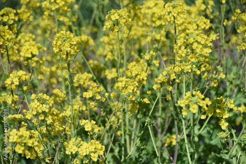 Canola flowers. It is a vitamin-rich Brassicaceae flower vegetable that is used as a raw material for Canola oil and is edible and heralds the arrival of spring. 