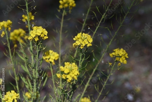 Canola flowers. It is a vitamin-rich Brassicaceae flower vegetable that is used as a raw material for Canola oil and is edible and heralds the arrival of spring. 