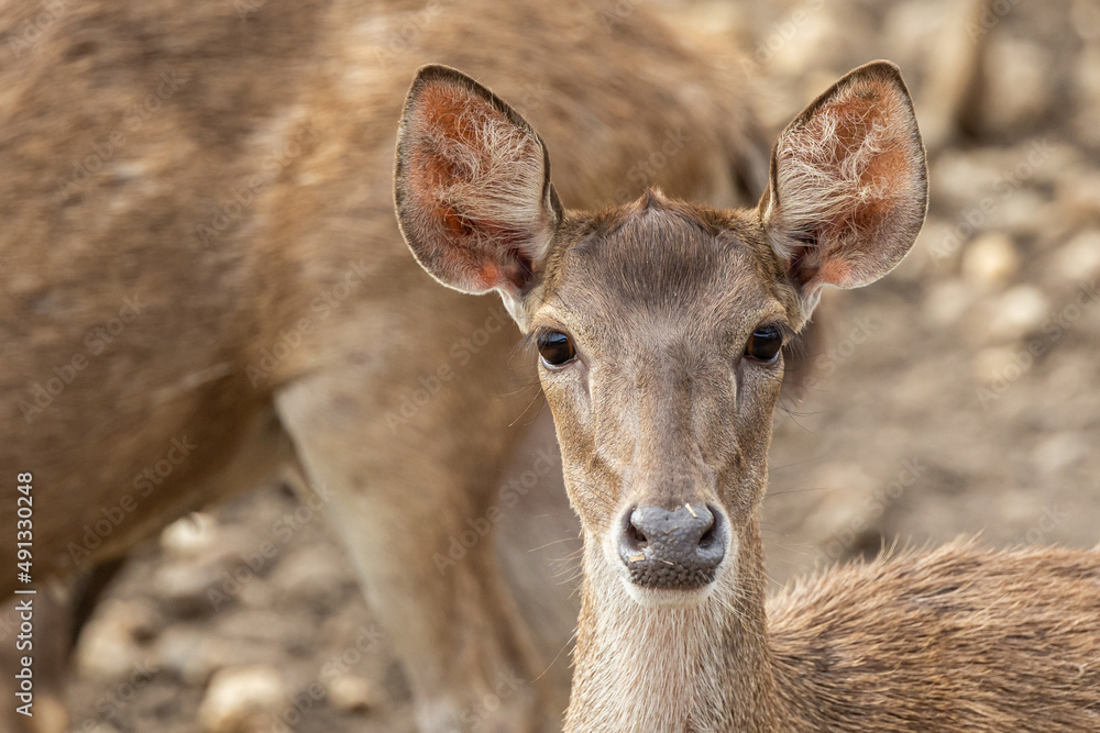 Close-up image of group of deer on deer park Close-up image of group of deer on deer park