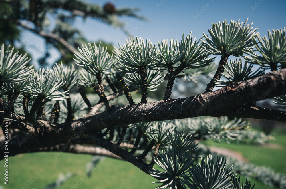 Pine tree Pine tree
