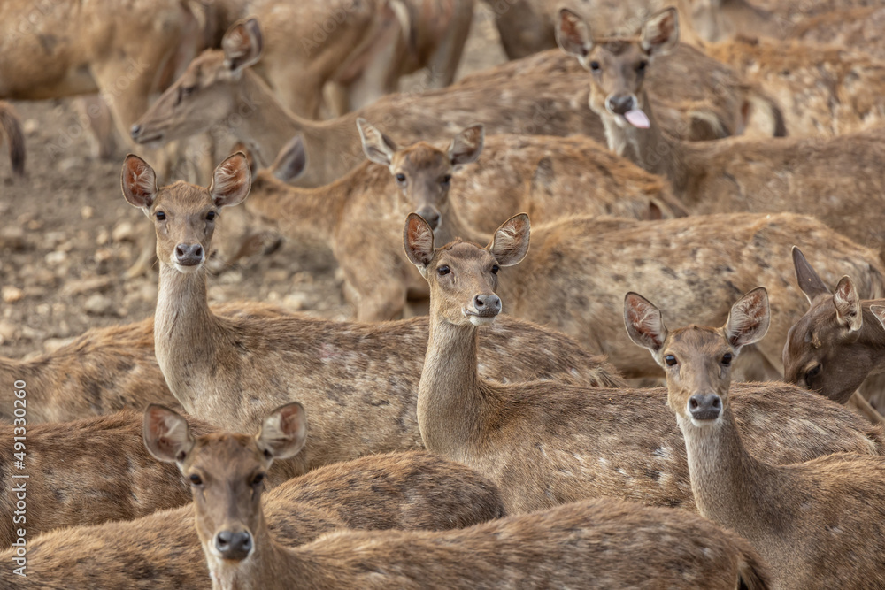 Close-up image of group of deer on deer park Close-up image of group of deer on deer park