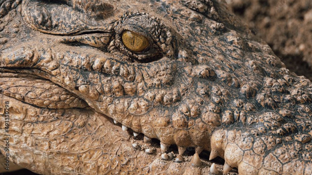 Fototapeta premium Close-up of alligator's eye. Close-up of a live alligator's eye.