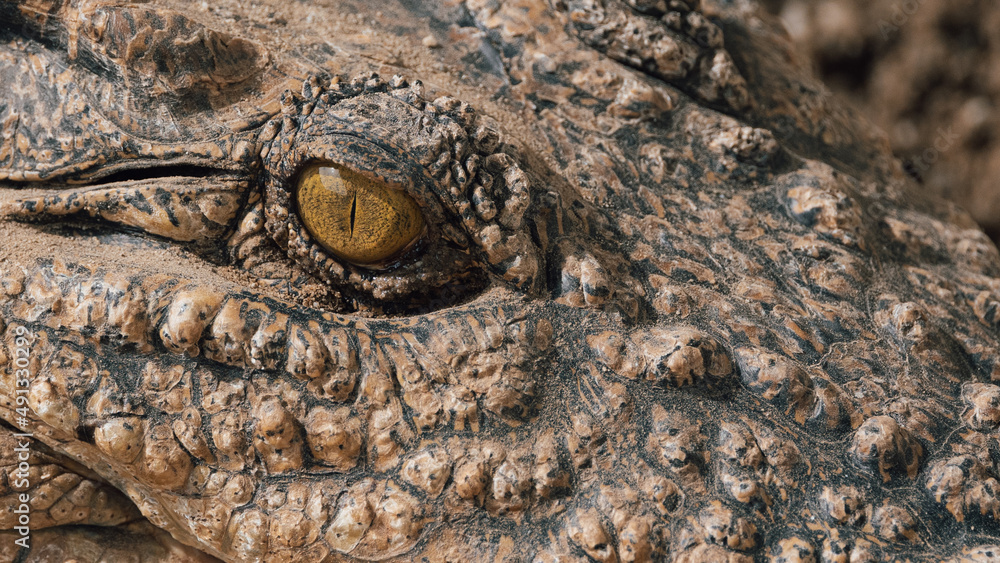Naklejka premium Close-up of alligator's eye. Close-up of a live alligator's eye.