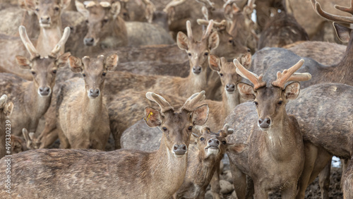 Fototapeta Naklejka Na Ścianę i Meble -  Close-up image of group of deer on deer park