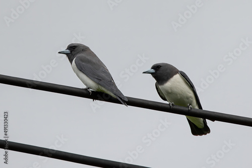 Nature wildlife White-breasted Woodswallows standing on electric wire