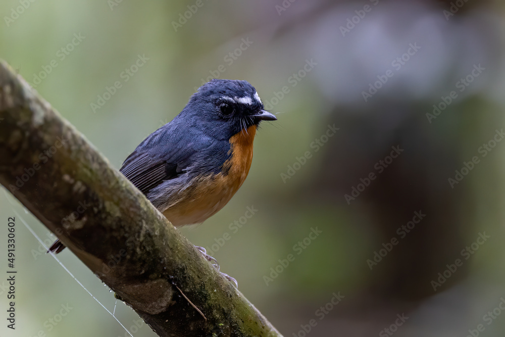 Nature wildlife bird species of Snowy browed flycatcher found in Borneo, Sabah,Malaysia Nature wildlife bird species of Snowy browed flycatcher found in Borneo, Sabah,Malaysia