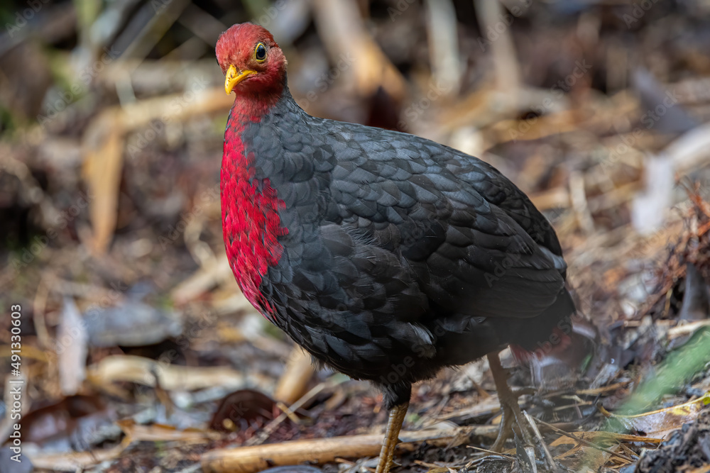 Crimson-headed partridge on deep jungle rainforest, It is endemic to the island of Borneo Crimson-headed partridge on deep jungle rainforest, It is endemic to the island of Borneo