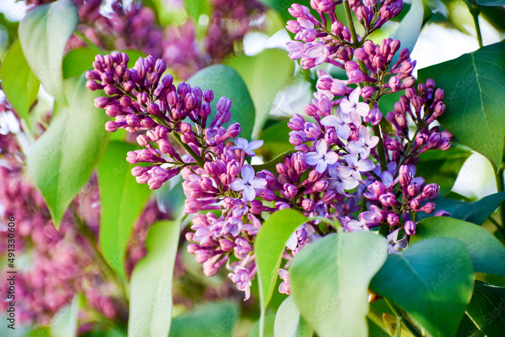 Obraz premium lilac flowers in the garden