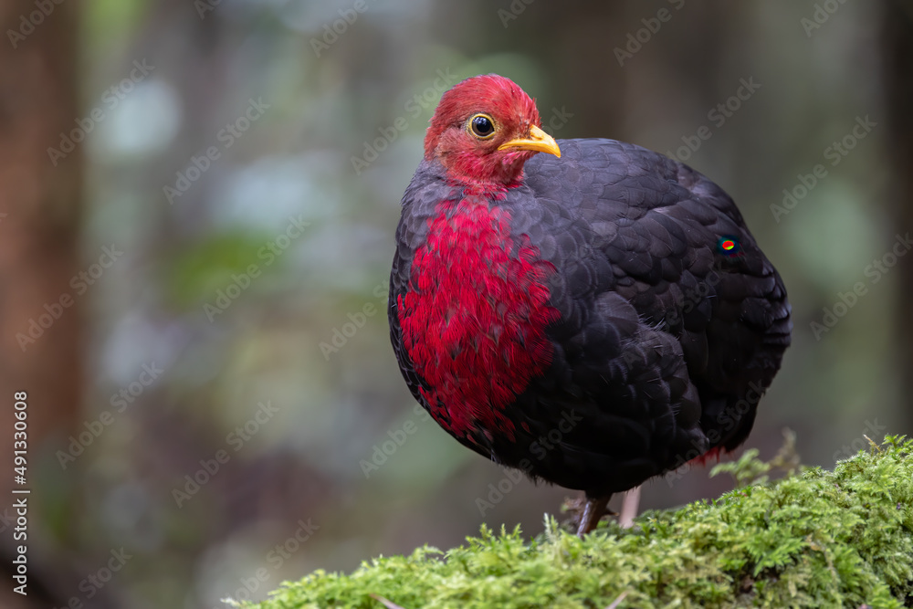 Crimson-headed partridge on deep jungle rainforest, It is endemic to the island of Borneo Crimson-headed partridge on deep jungle rainforest, It is endemic to the island of Borneo