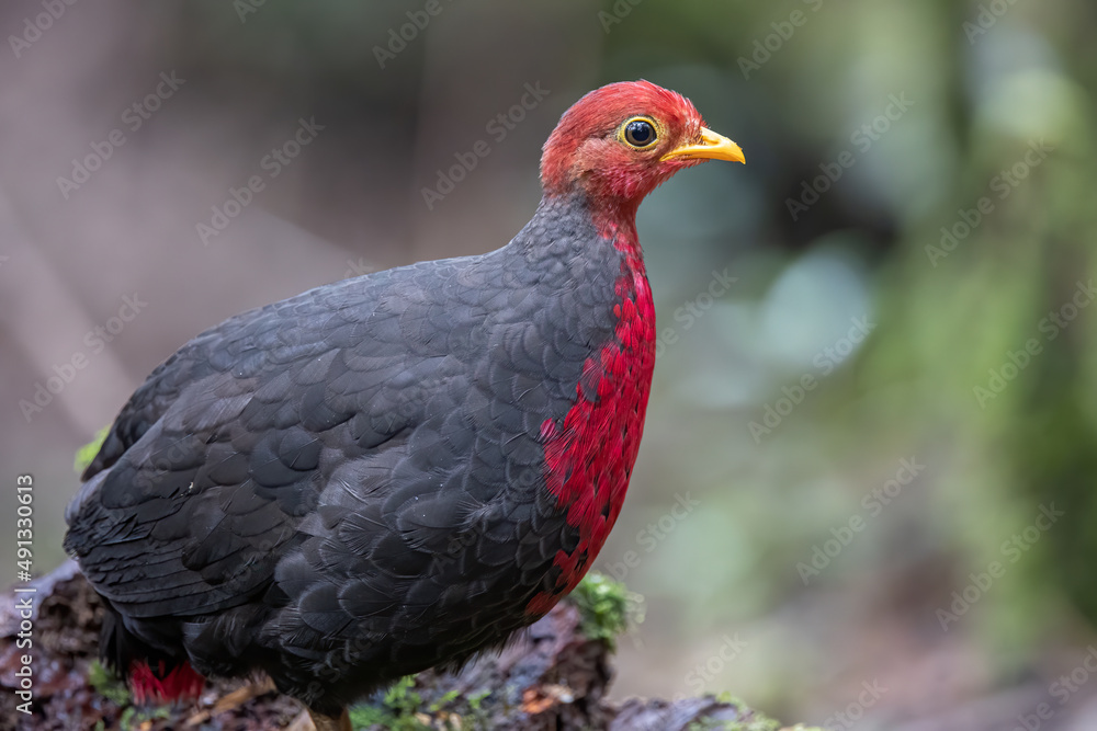 Crimson-headed partridge on deep jungle rainforest, It is endemic to the island of Borneo Crimson-headed partridge on deep jungle rainforest, It is endemic to the island of Borneo
