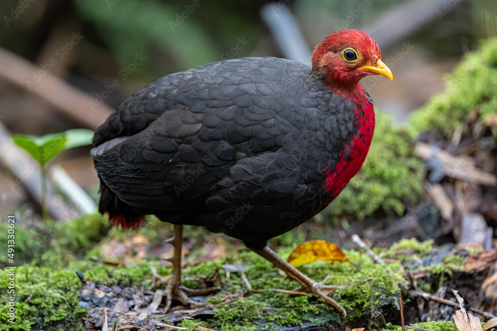 Crimson-headed partridge on deep jungle rainforest, It is endemic to the island of Borneo Crimson-headed partridge on deep jungle rainforest, It is endemic to the island of Borneo