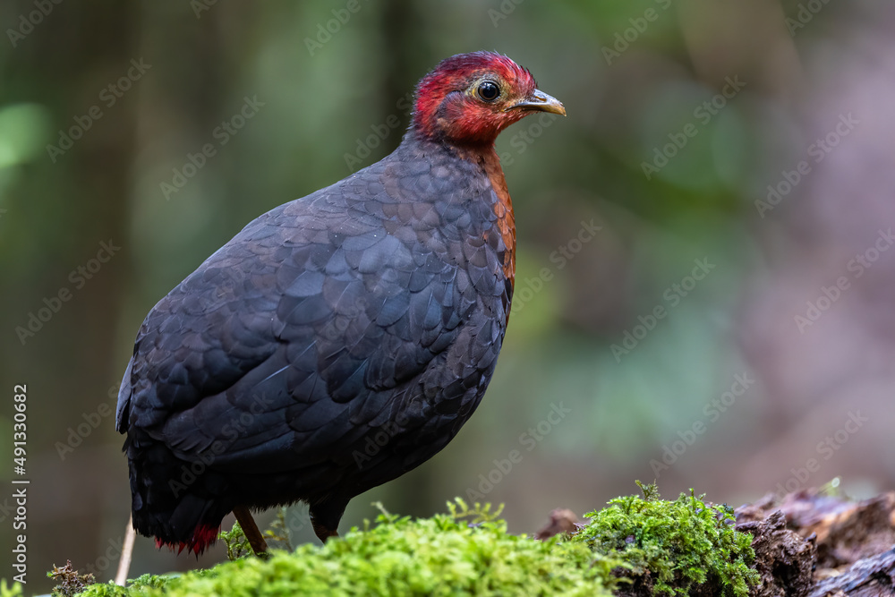 Crimson-headed partridge on deep jungle rainforest, It is endemic to the island of Borneo Crimson-headed partridge on deep jungle rainforest, It is endemic to the island of Borneo