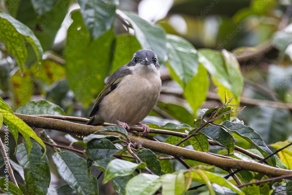 Nature wildlife bird known as Blyth's Shrike-Babbler (Pteruthius Aeralatus) Nature wildlife bird known as Blyth's Shrike-Babbler (Pteruthius Aeralatus)