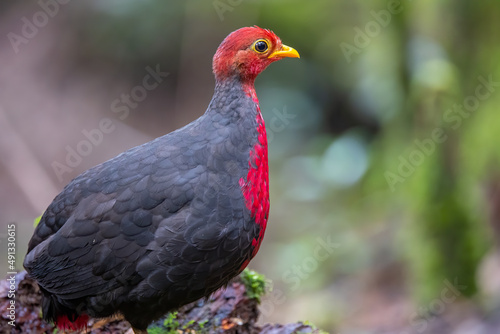 Crimson-headed partridge on deep jungle rainforest, It is endemic to the island of Borneo © alenthien