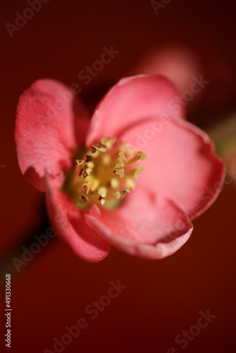 Red flower blossom close up chaenomeles speciosa family rosaceae background modern high quality big sizes metal prints