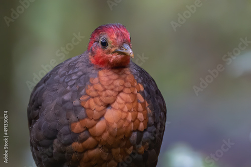 Crimson-headed partridge on deep jungle rainforest, It is endemic to the island of Borneo