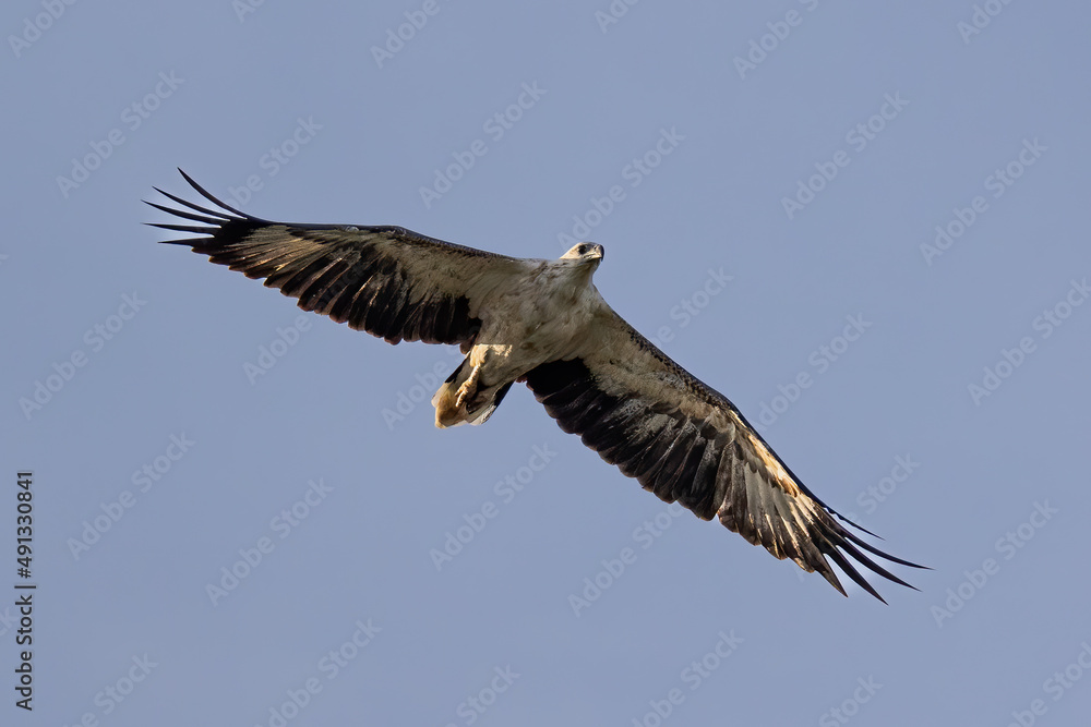 Obraz premium A raptor White-bellied Sea Eagle flying