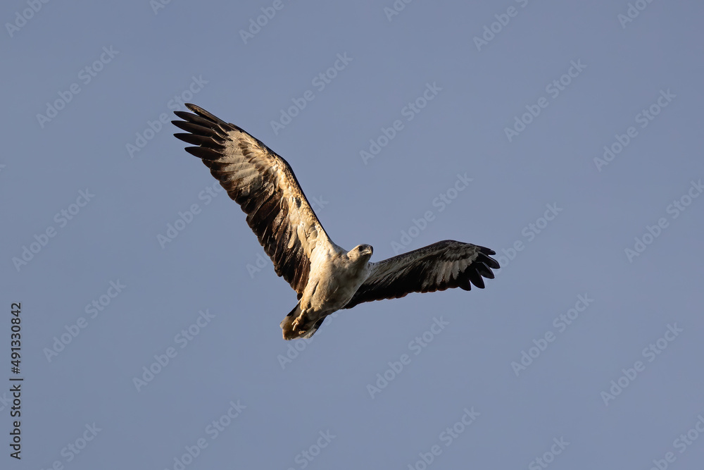 Fototapeta premium A raptor White-bellied Sea Eagle flying