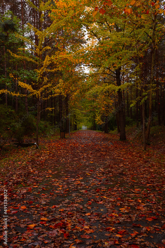 Fototapeta premium Fall background. Autumn view in the forest with fallen leaves and golden tree