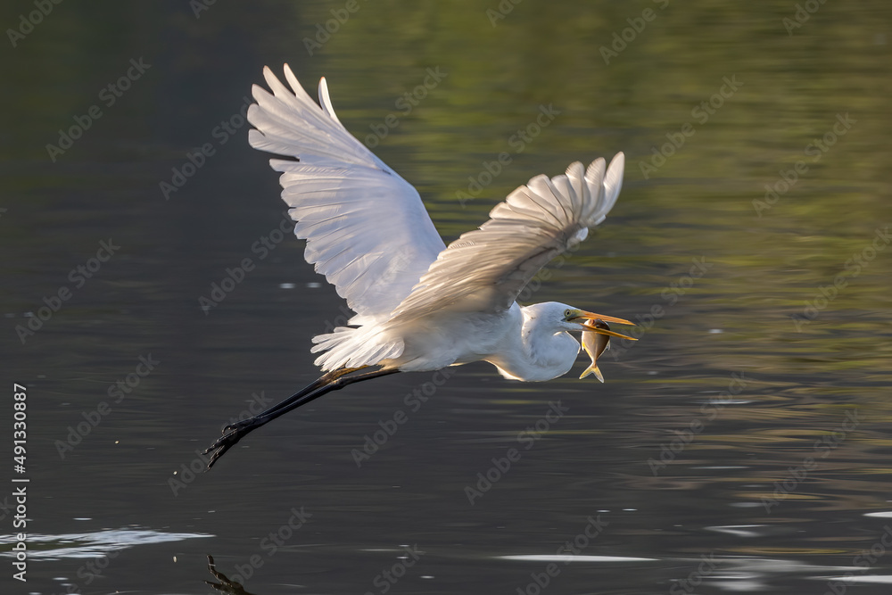 Great egret with catching a fish at wetland Sabah, Malaysia Great egret with catching a fish at wetland Sabah, Malaysia