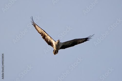 A raptor White-bellied Sea Eagle flying