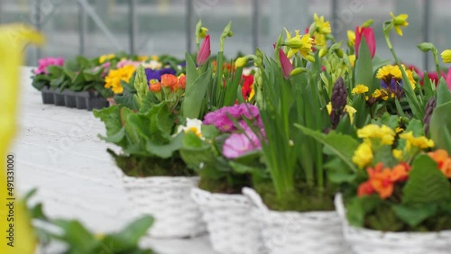 Wallpaper Mural Nursery with beautiful flowers. Spring flowers bloom beautifully in pots. Selective focus Torontodigital.ca