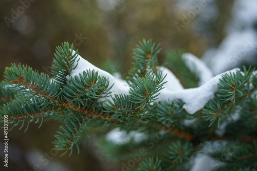 branches of a pine