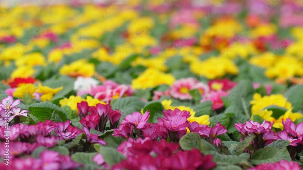 Nursery with beautiful flowers. Spring flowers bloom beautifully in pots. Selective focus Nursery with beautiful flowers. Spring flowers bloom beautifully in pots. Selective focus